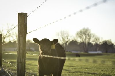 Cattle Fence Repair