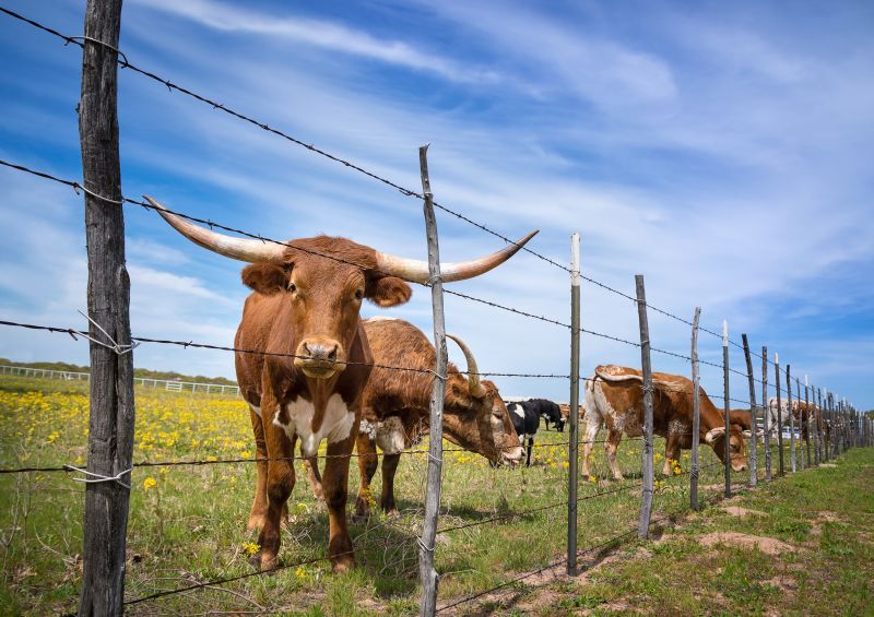 Livestock Fencing Installation